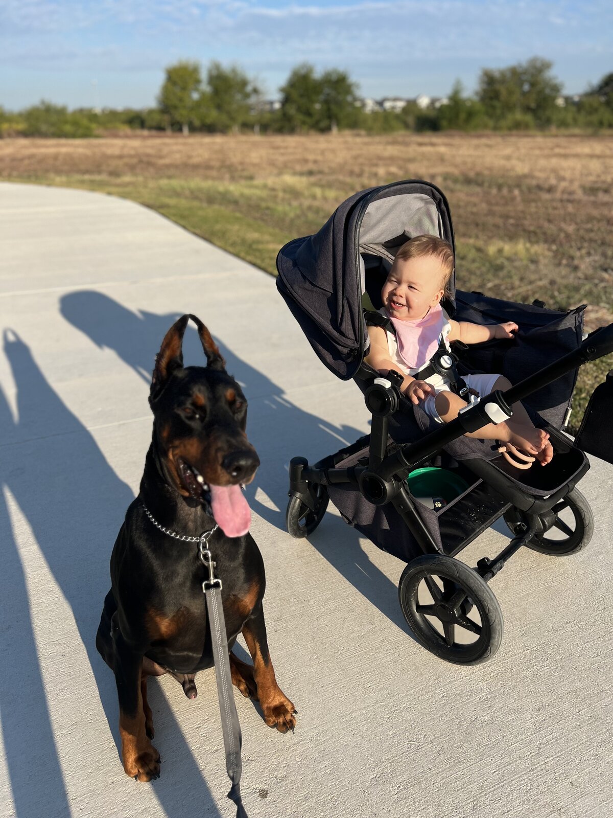 Honeybear B&B walk: Doberman beside a baby in a stroller