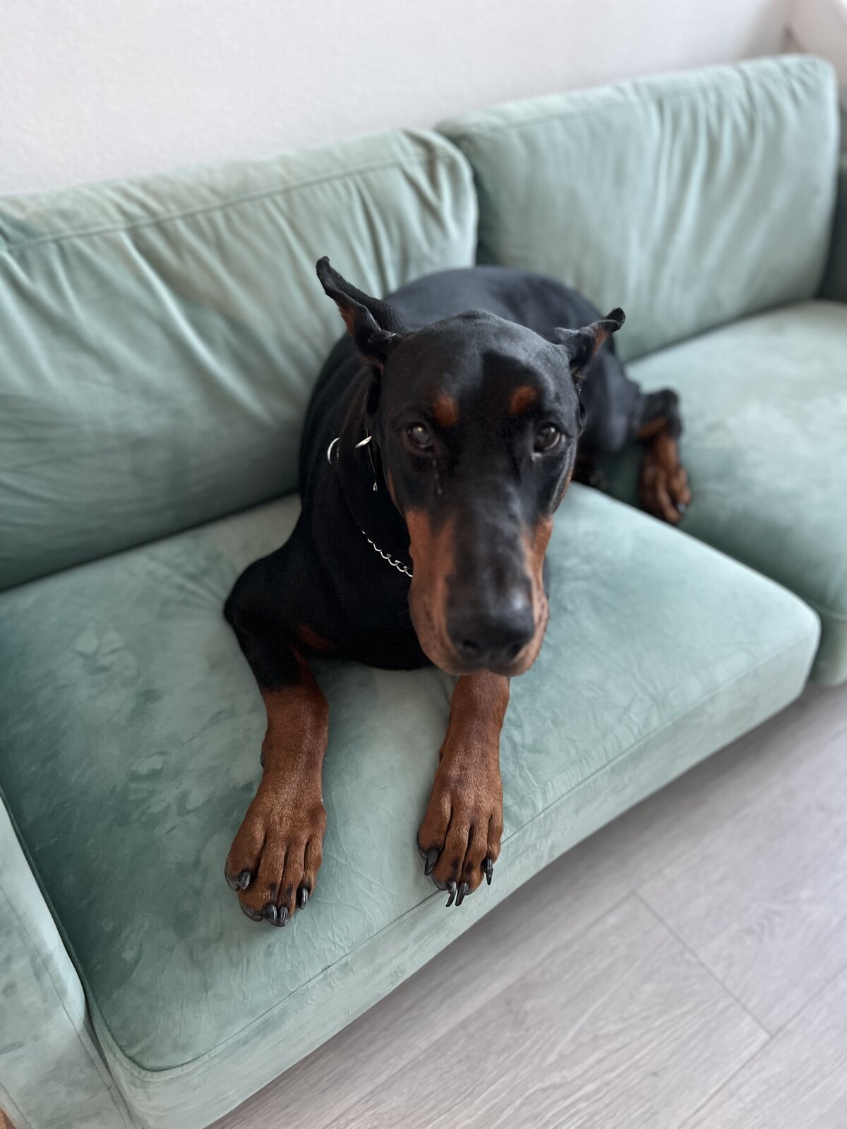 Doberman lounging on a sage velvet couch